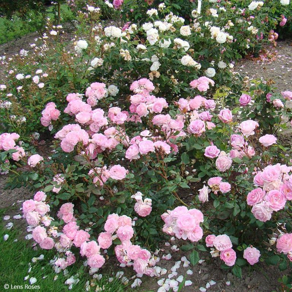 Rosa Sourire de Sylvie - Beetrose