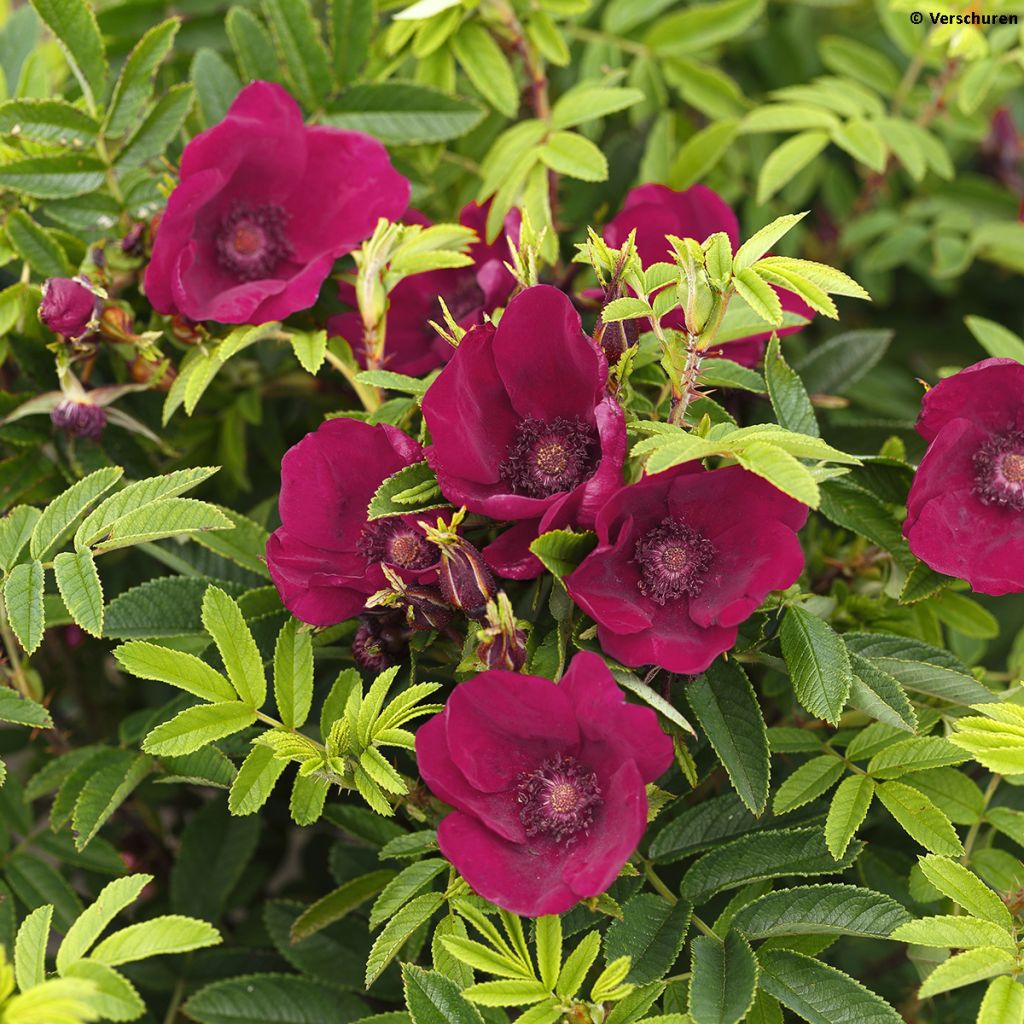 Rosa rugosa Strandperle - Apfelrose