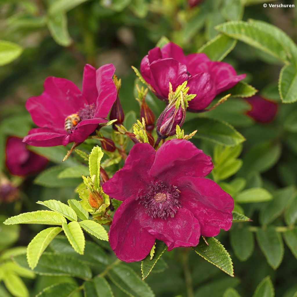 Rosier à fleurs groupées Strandperle Norderney - Rosa (x) rugosa