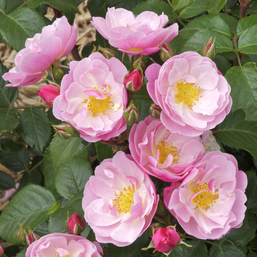 Rosier à fleurs groupées Utopia