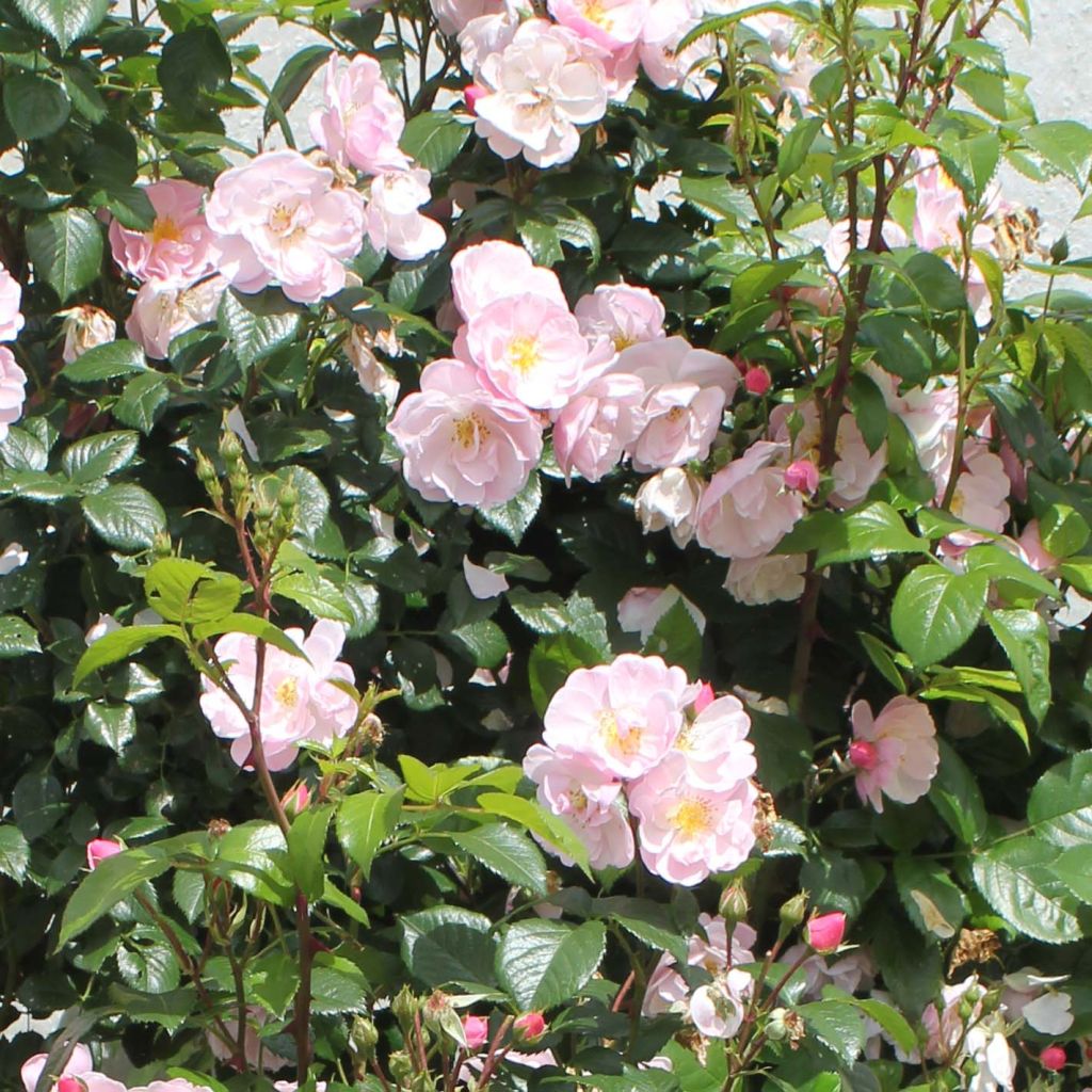 Rosier à fleurs groupées Utopia en racines nues.