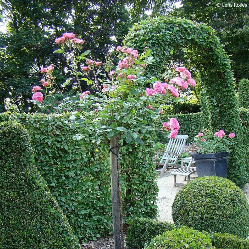 Rosa moschata Walferdange - Moschata-Hybride