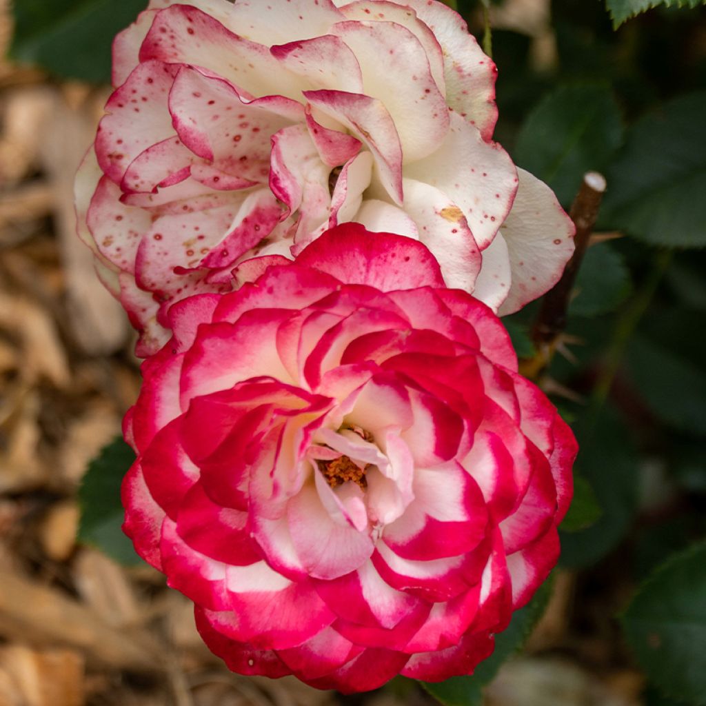 Rosa Zelda Reuvery - Beetrose