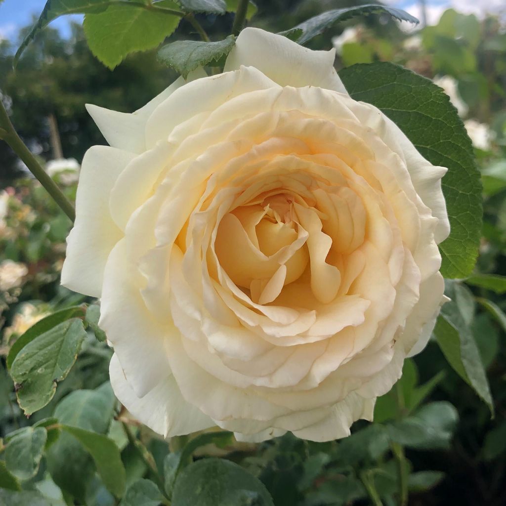 Rosier à grandes fleurs Anastasia