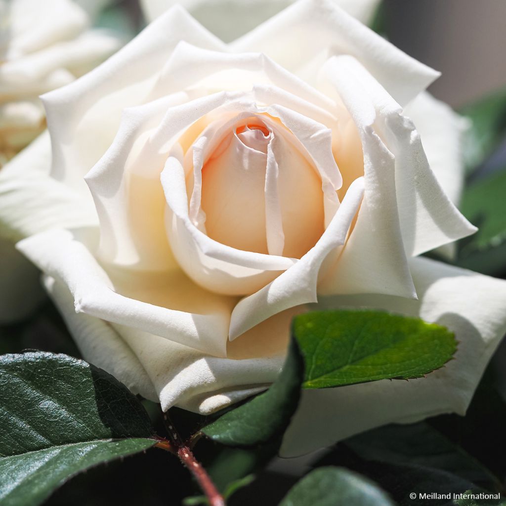 Rosa Anggun Meibokir - Edelrose