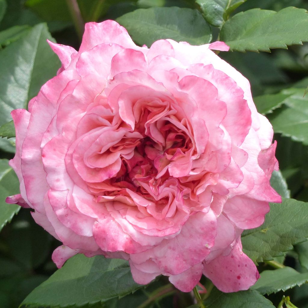 Rosier à grandes fleurs Augusta Luise