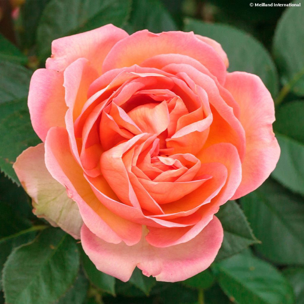 Rosa Auguste Escoffier - Edelrose