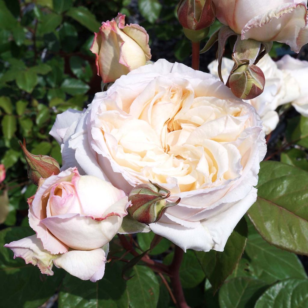 Rosier à grandes fleurs Baie des Anges® en racines nues