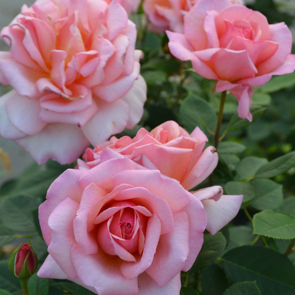 Rosier à grandes fleurs Belle du Seigneur