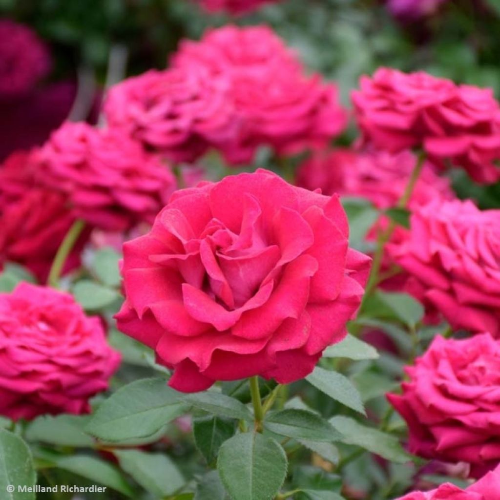 Rosier à grandes fleurs Belles Rives