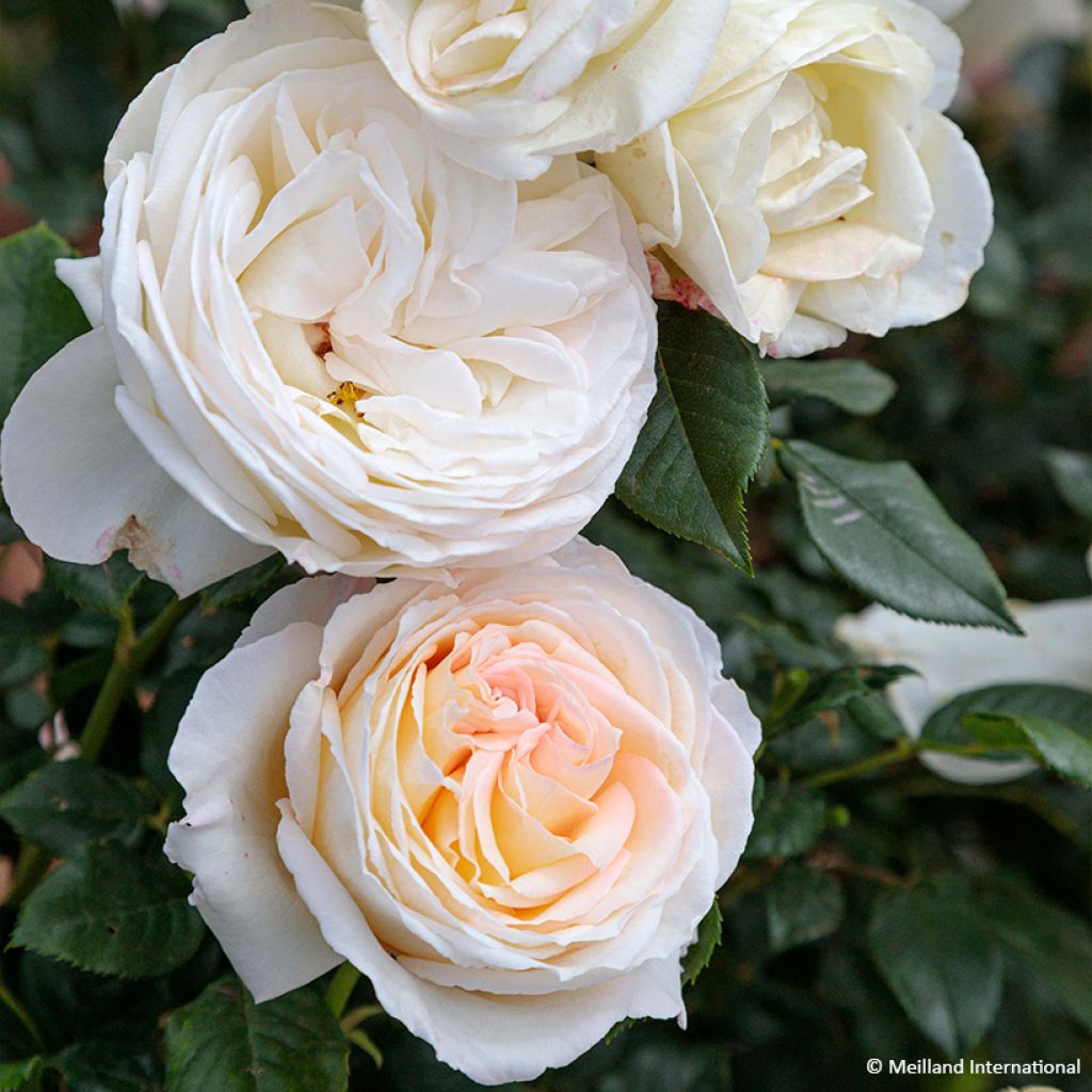 Rosa Camille Claudel - Edelrose