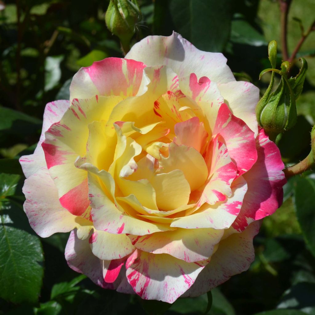 Rosa Camille Pissarro - Edelrose