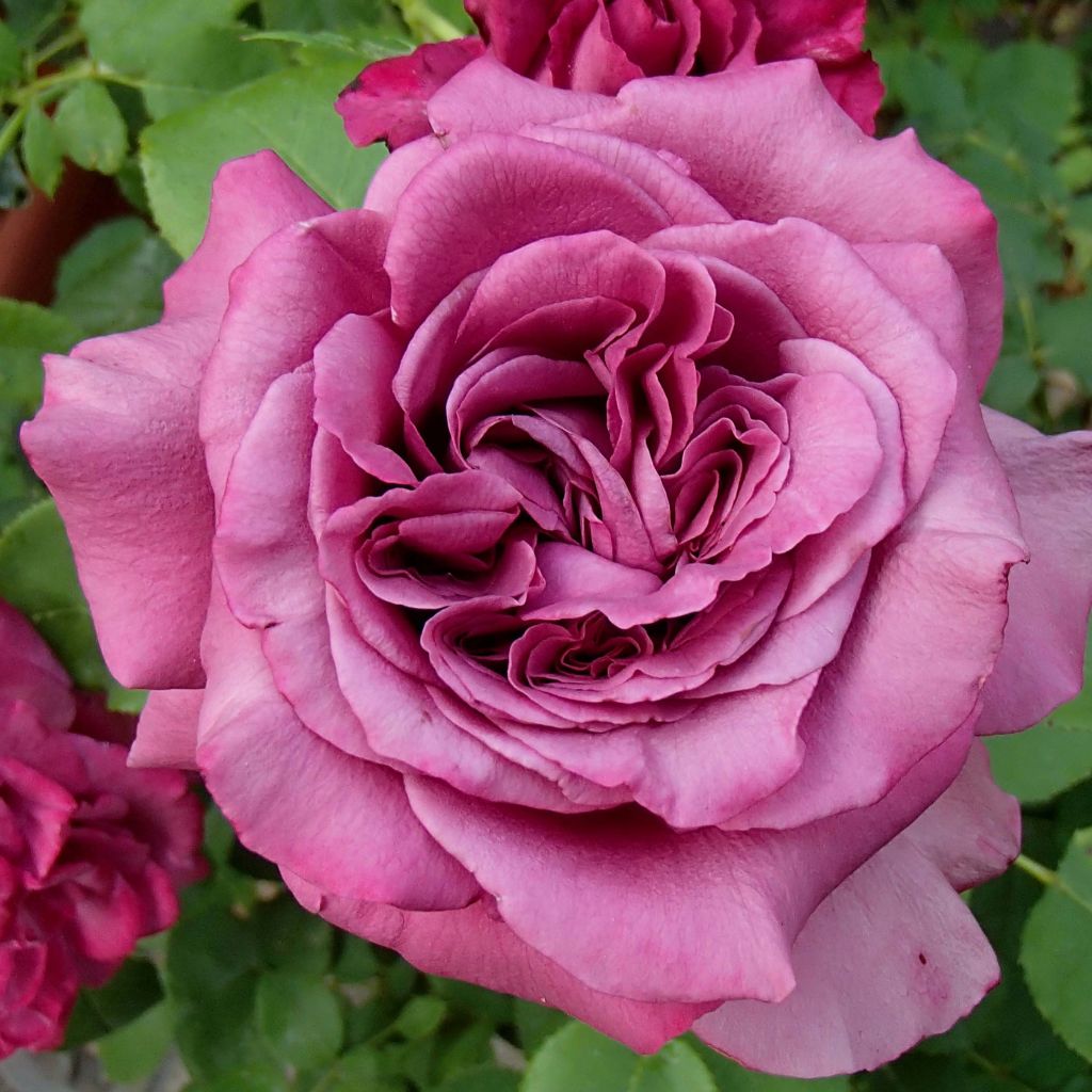 Rosa Claude Brasseur - Edelrose