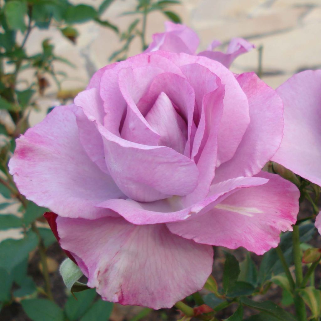 Rosier à grandes fleurs Dioressence