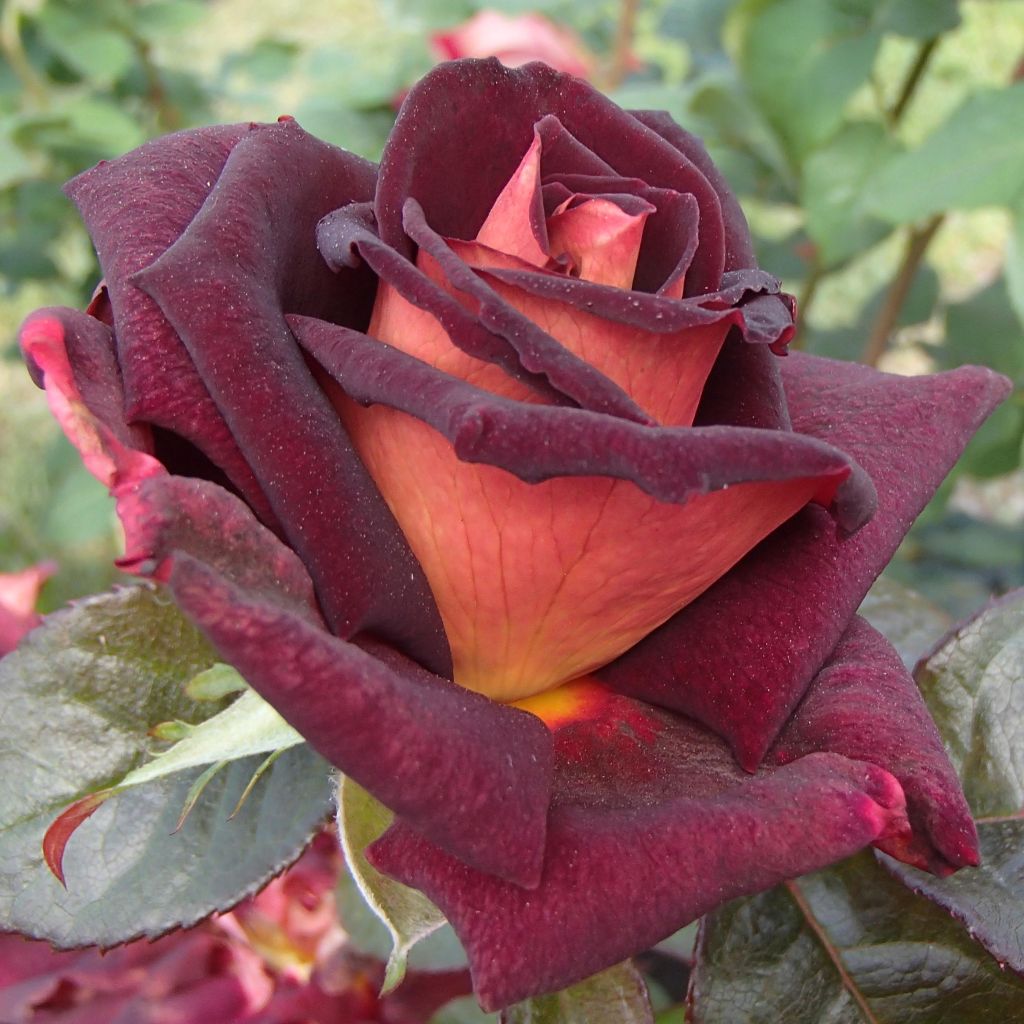 Rosier à grandes fleurs Eddy Mitchell