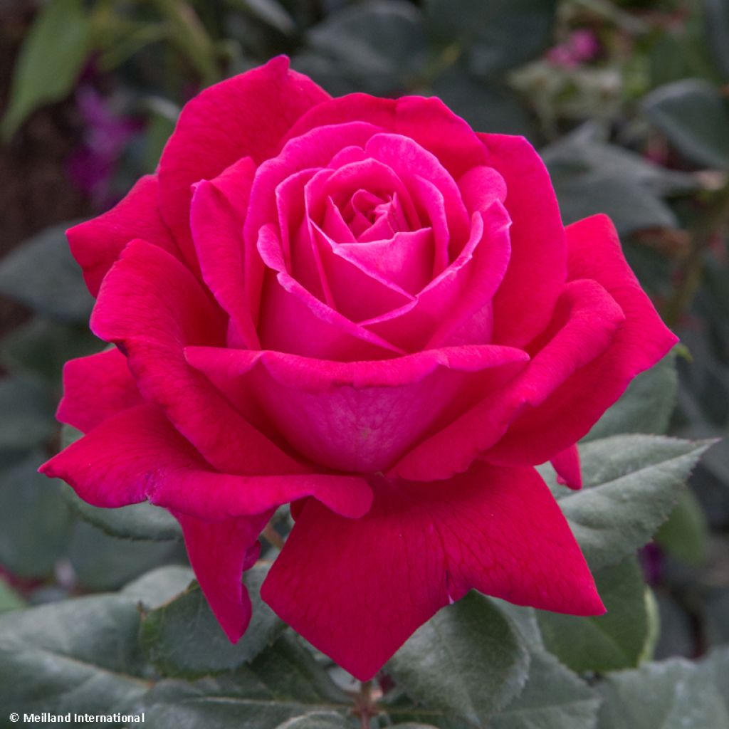 Rosa Elégance Française Meithatie - Edelrose