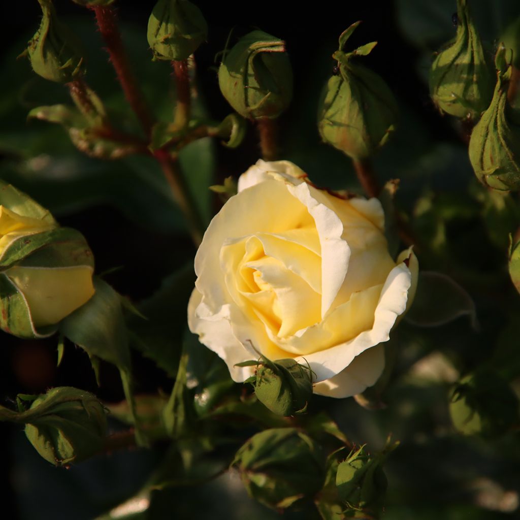 Rosa Eleganza Limona - Edelrose