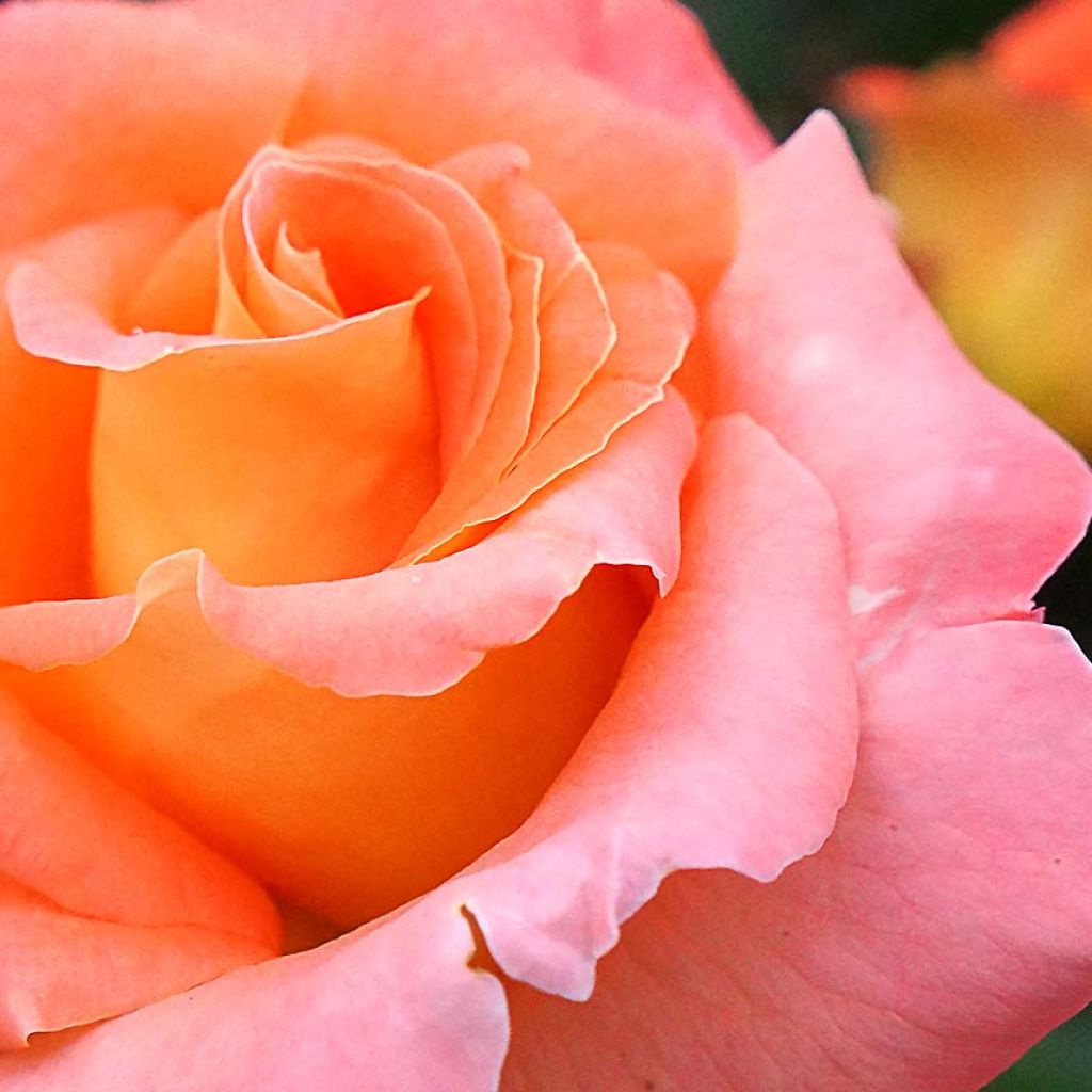 Rosier à grandes fleurs Eriko Takeda en racines nues