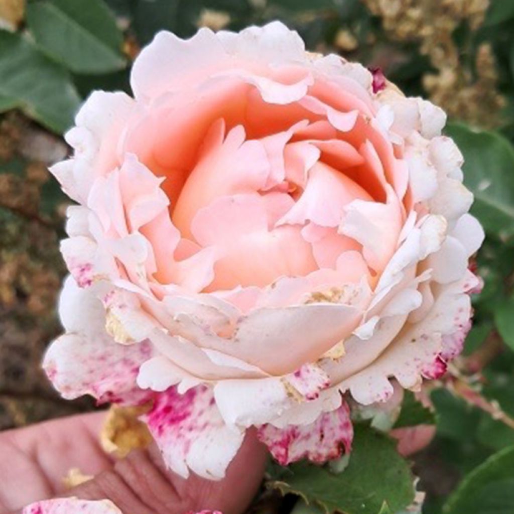 Rosa Eve de Rothschild - Edelrose