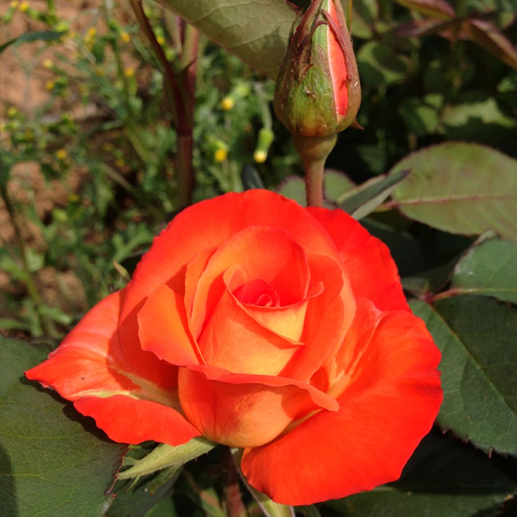 Rosa Frankreich Frei - Edelrose