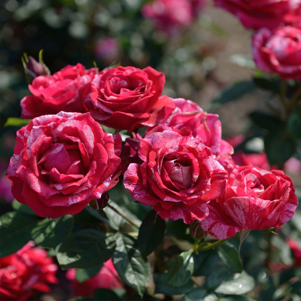 Rosa Henri Matisse - Edelrose