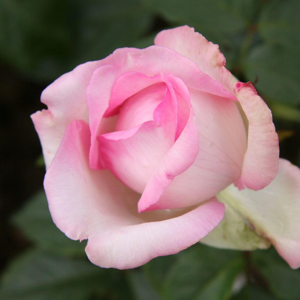 Rosier à grandes fleurs Honore de Balzac