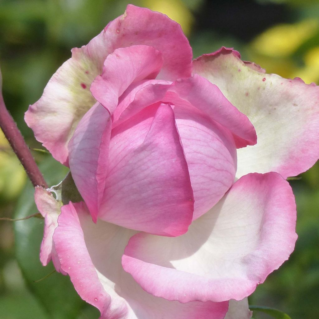 Rosier à grandes fleurs Honore de Balzac ®