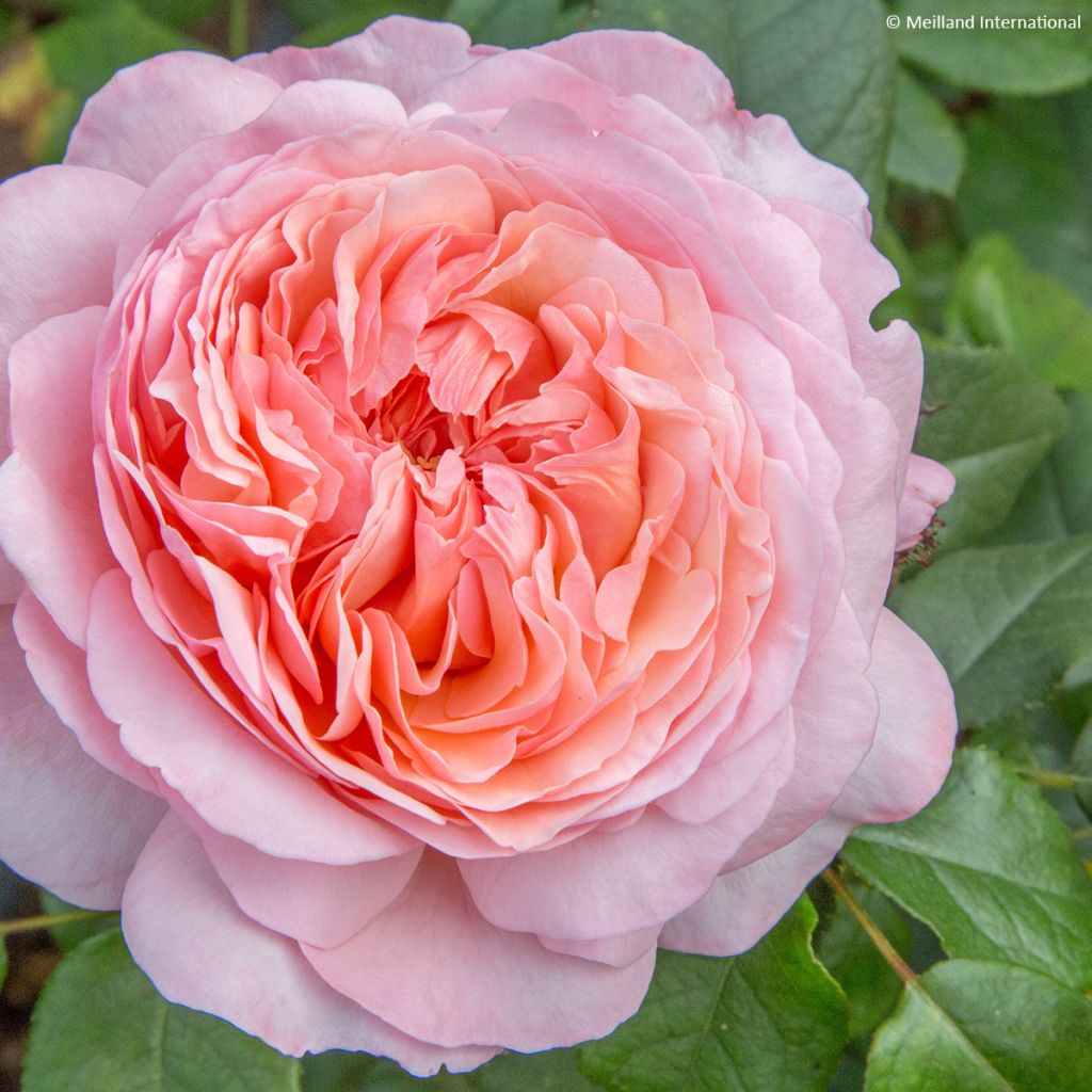 Rosa Jean de la Fontaine - Edelrose