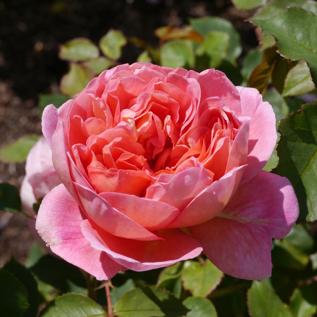 Rosa La Gaité - Moderne Hybrid-Teerose