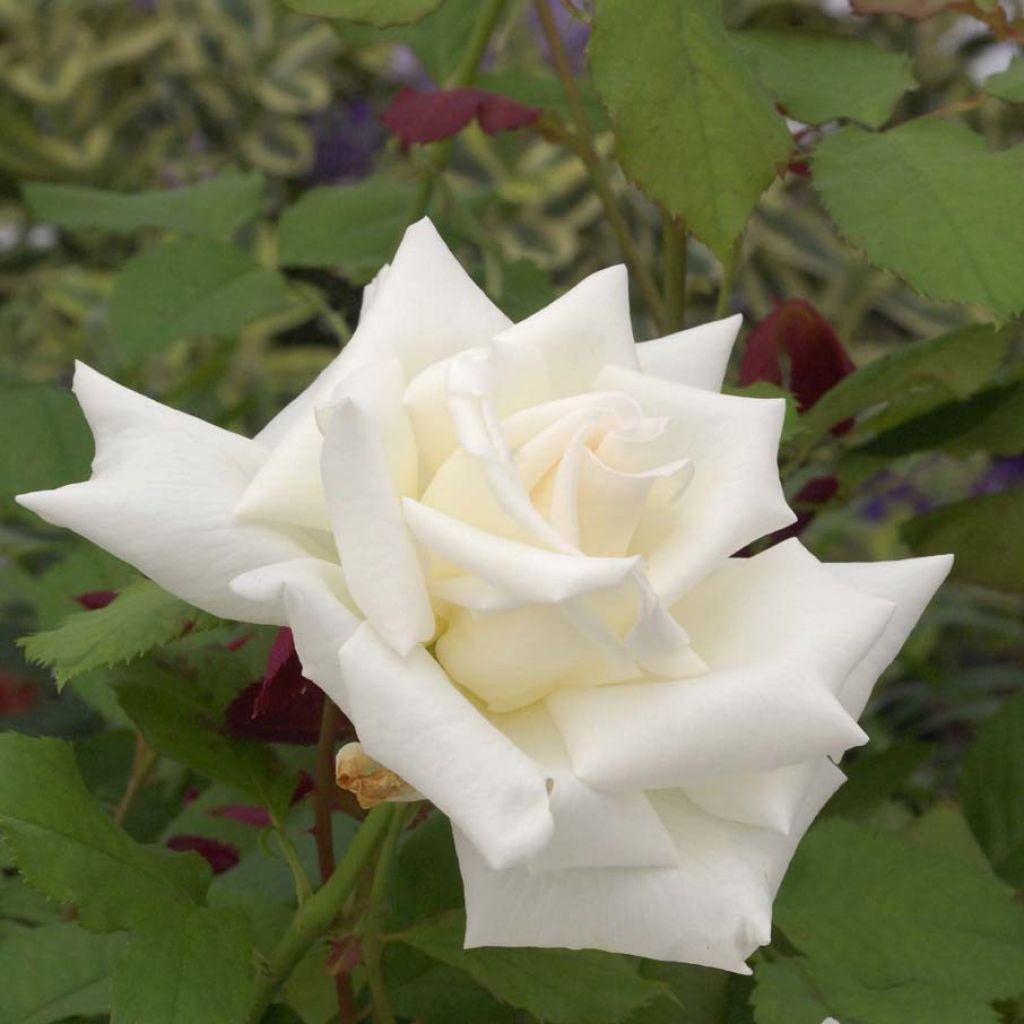 Rosier à grandes fleurs Pape Jean-Paul II en racines nues