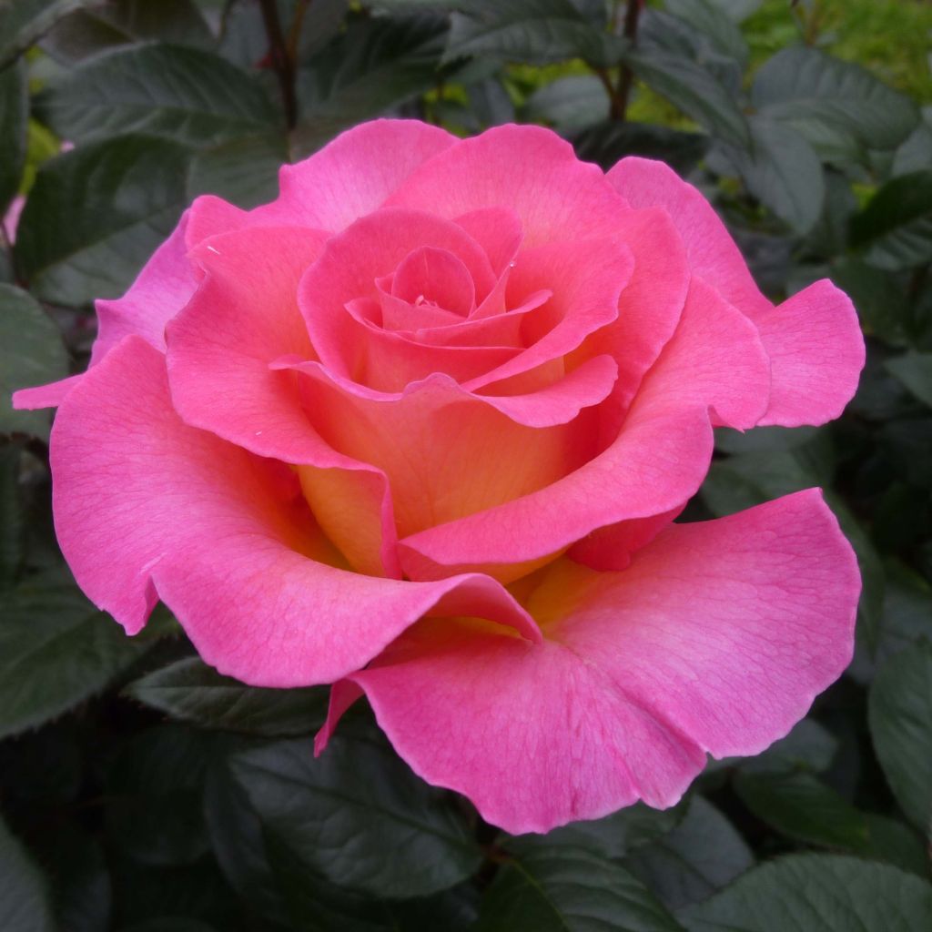 Rosa Pink Paradise - Edelrose