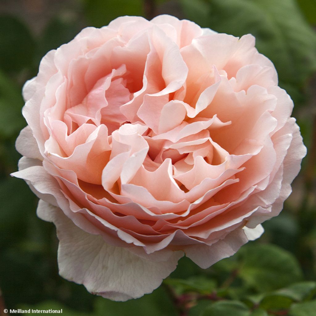 Rosa Princesse Charlène de Monaco - Edelrose