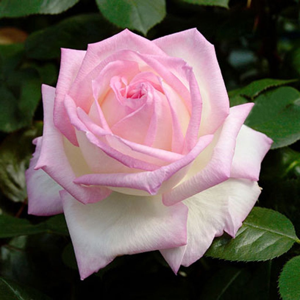 Rosa Prinzessin von Monaco - Edelrose