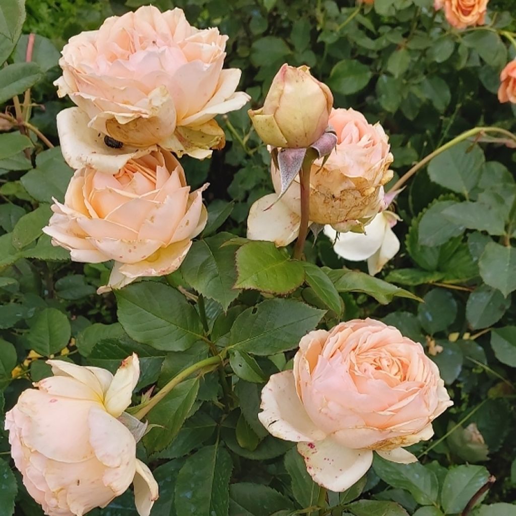 Rosa Anahe - Moderne Hybrid-Teerose