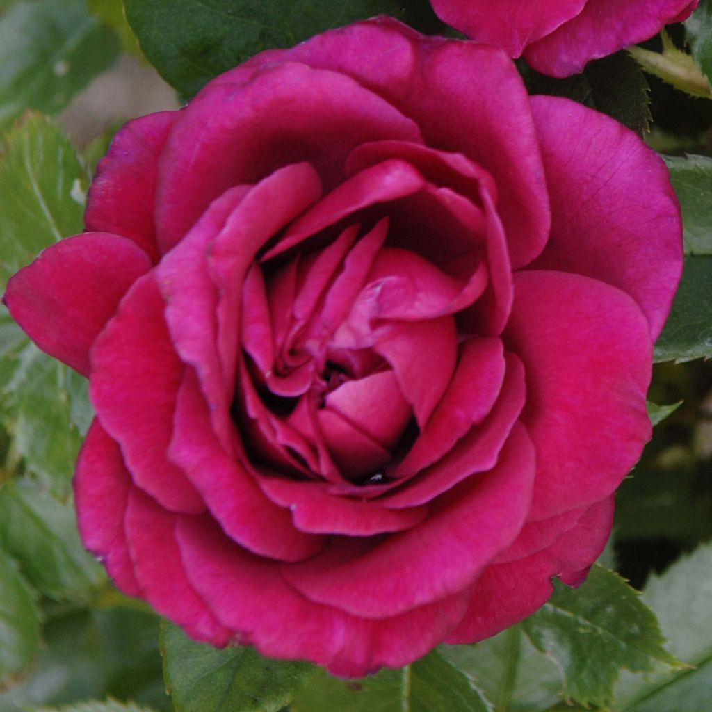 Rosa Rose Lalande de Pomerol - Edelrose