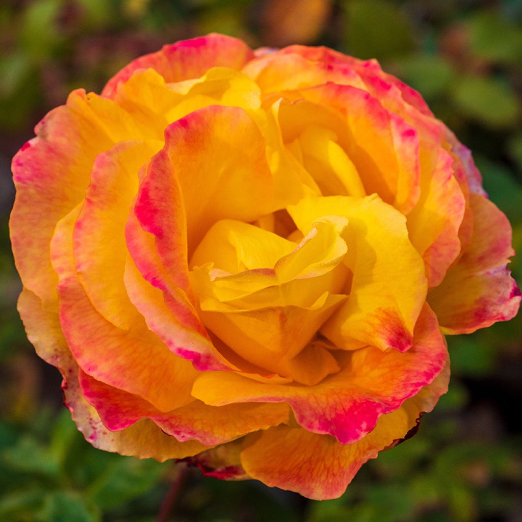 Rosa Rose der Hoffnung - Edelrose