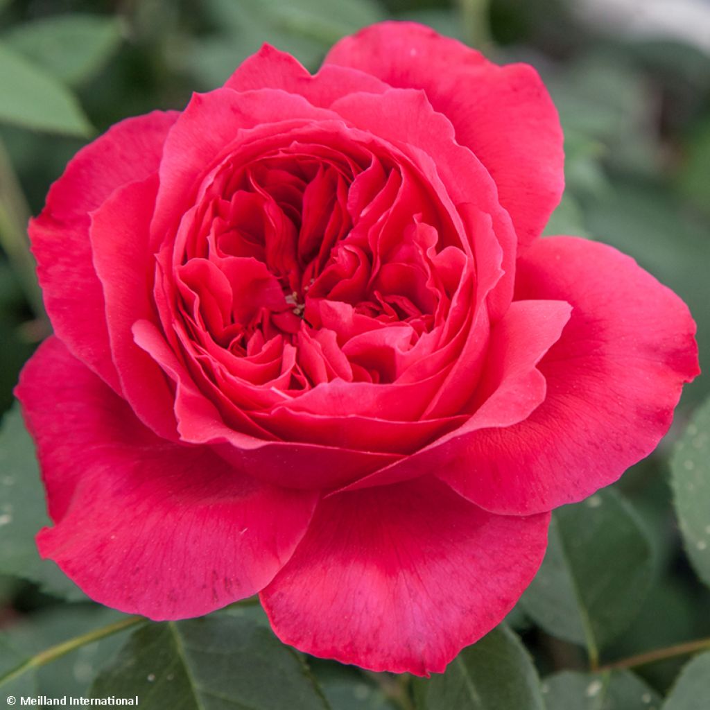 Rosa Ruban Rouge - Edelrose