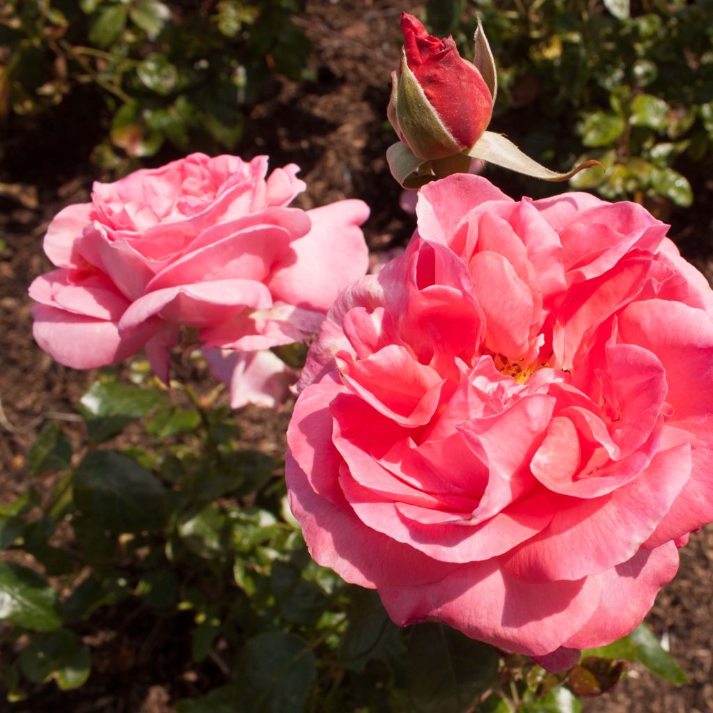 Rosier à grandes fleurs Special Anniversary en racines nues