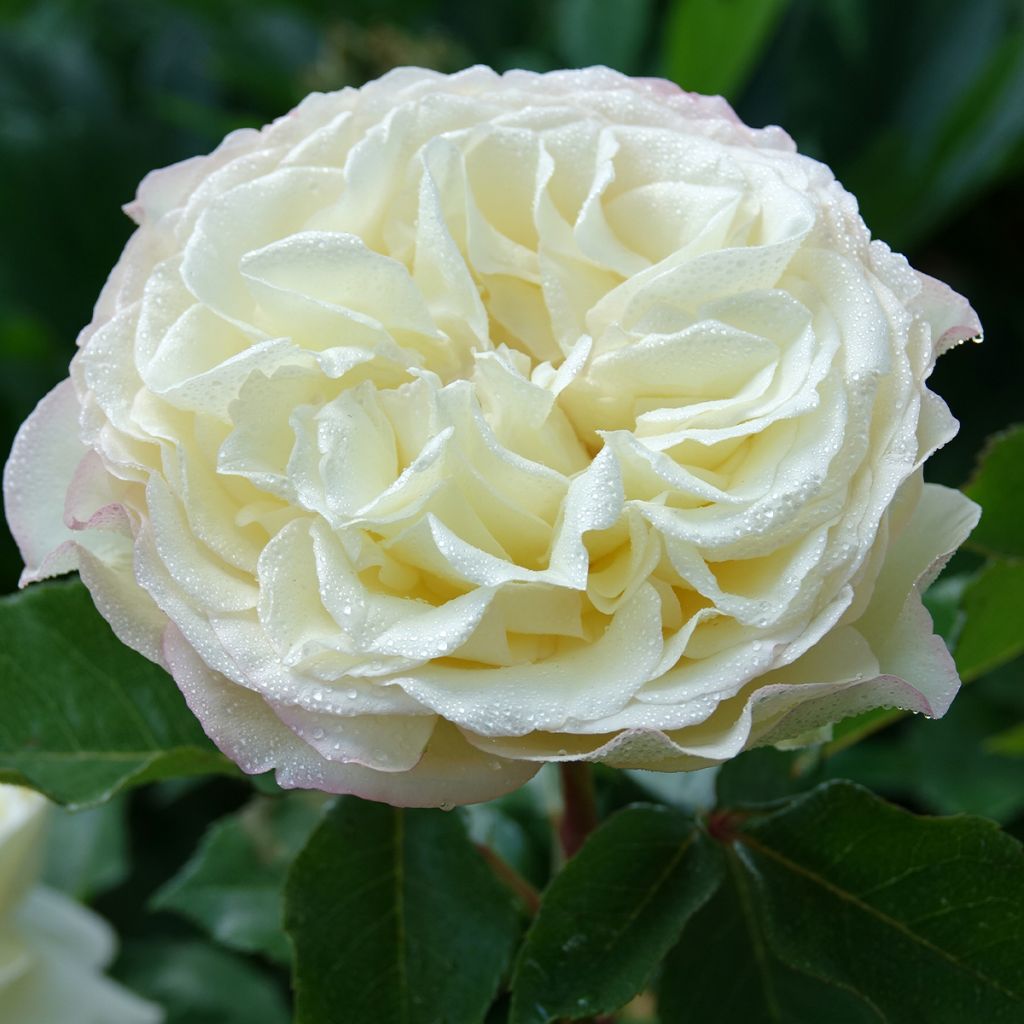 Rosa Tobago Odore - Edelrose