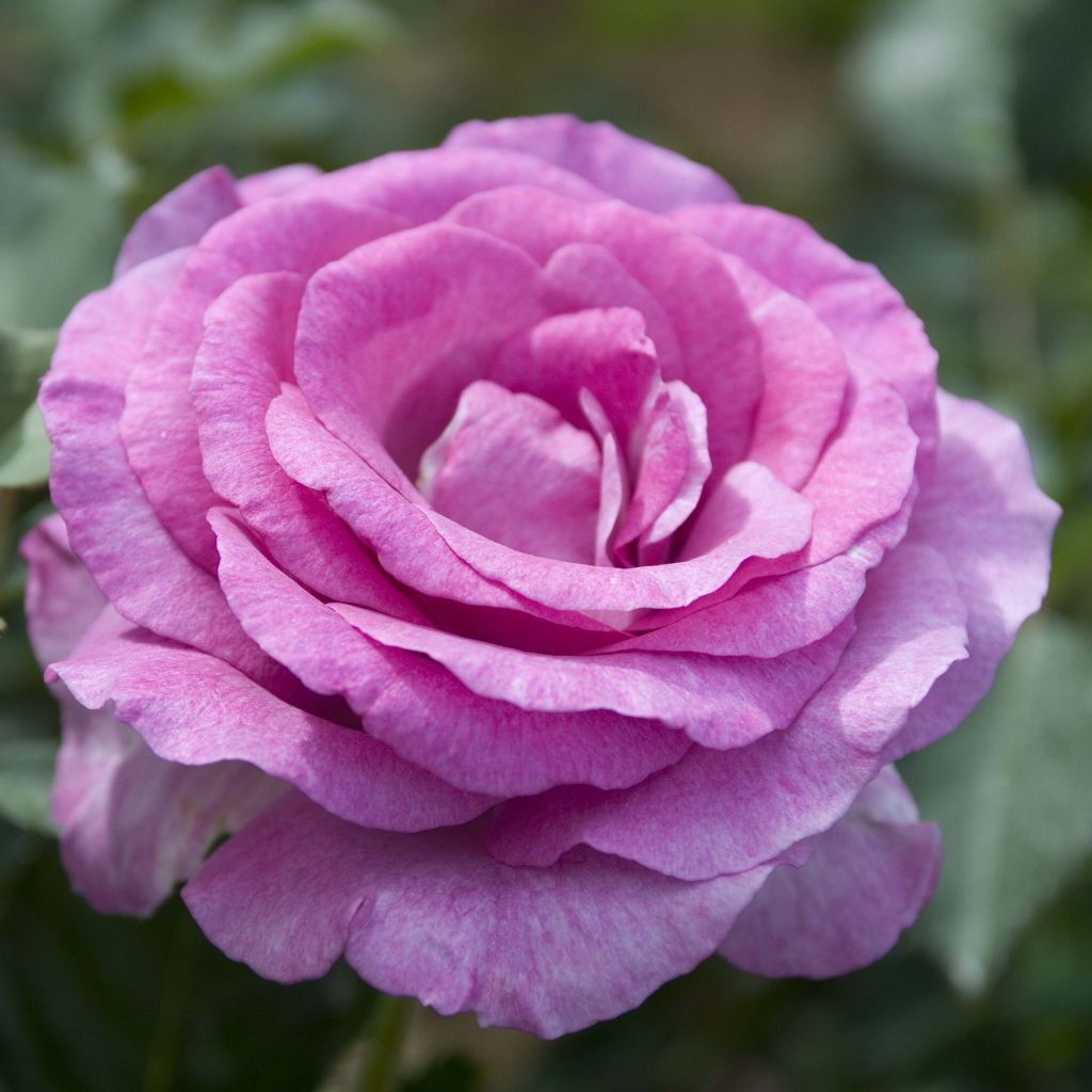 Rosier à grandes fleurs Violette Parfumée en racines nues