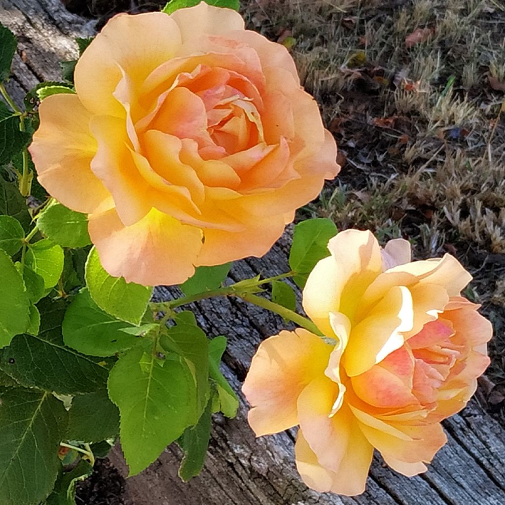 Rosa Yellowstone Oraleymy - Edelrose