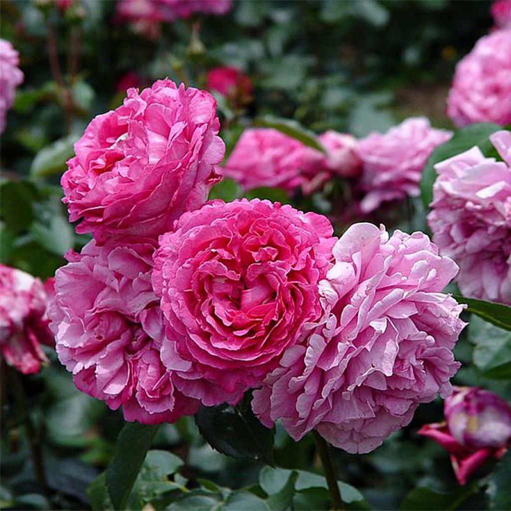 Rosa Yves Piaget - Edelrose