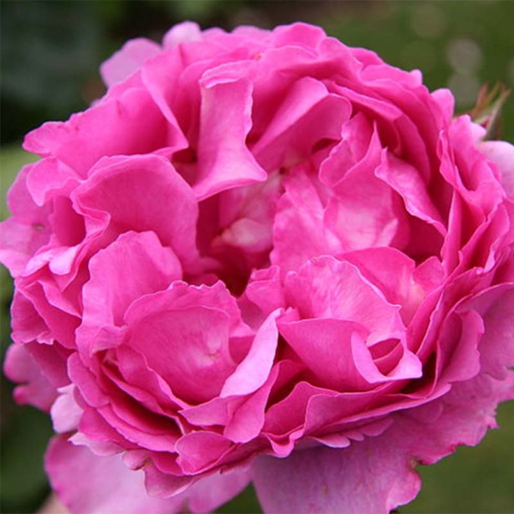 Rosier à grandes fleurs Yves Piaget en racines nues.