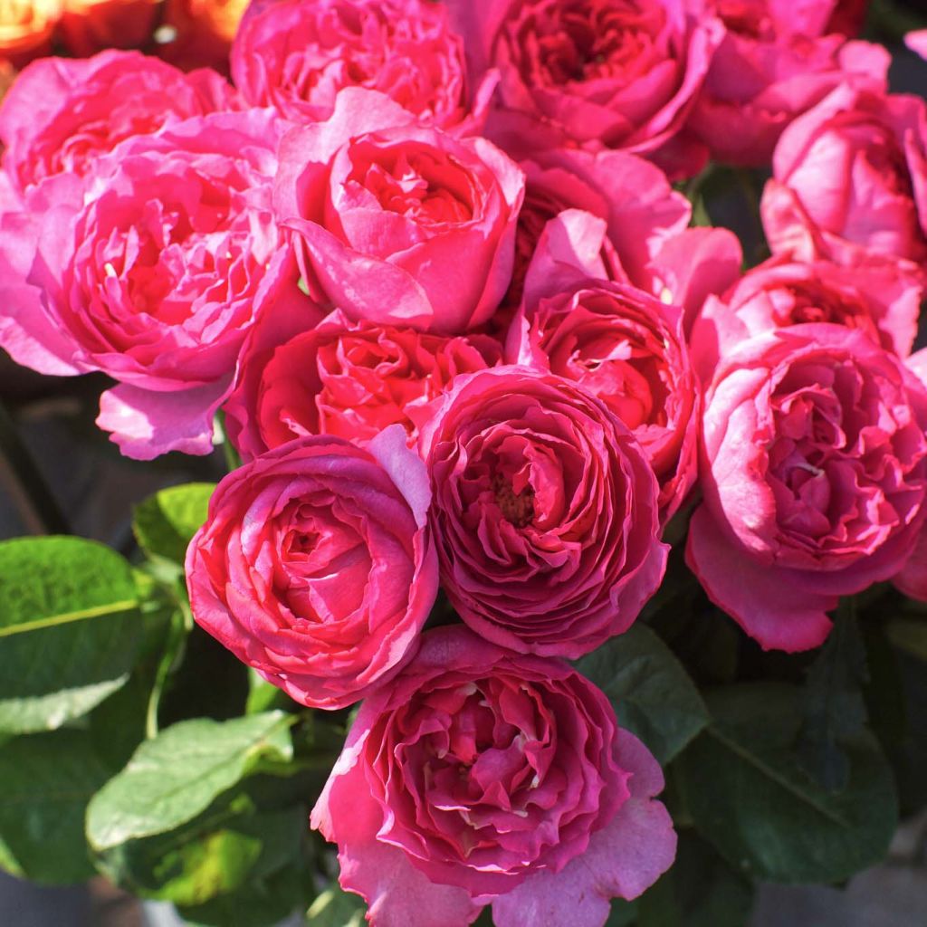 Rosier à grandes fleurs Yves Piaget en racines nues.