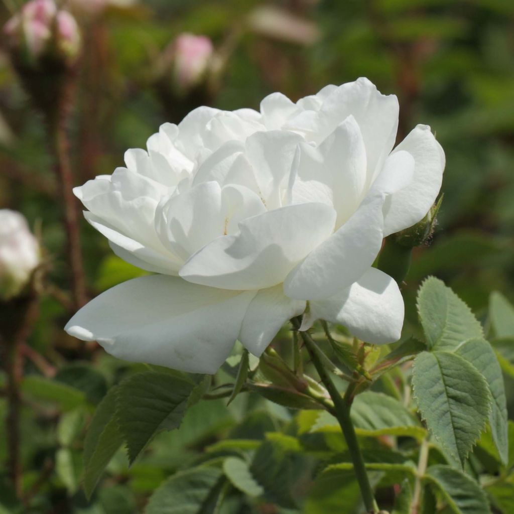 Rosa alba Suaveolens - Historische Rose