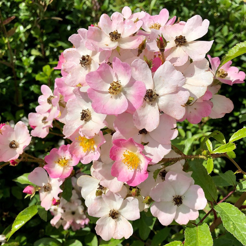 Rosier ancien Ballerina