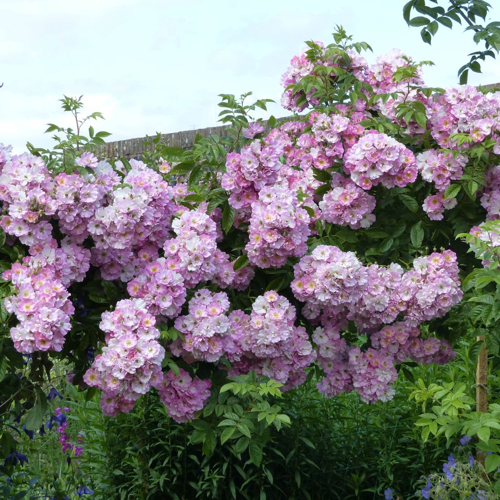 Rosa multiflora Blush Rambler - Rambler-Rose