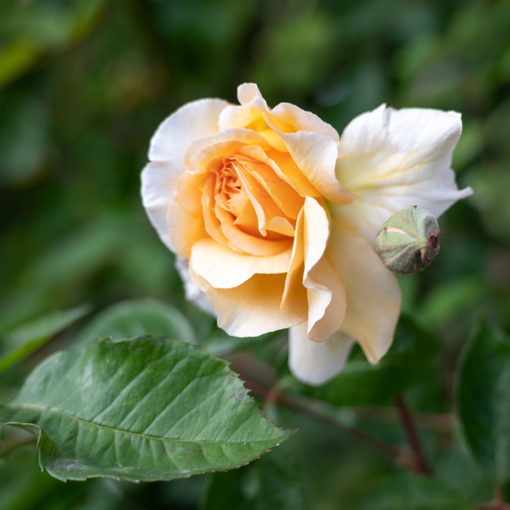 Rosa moschata Buff Beauty - Moschus-Rose