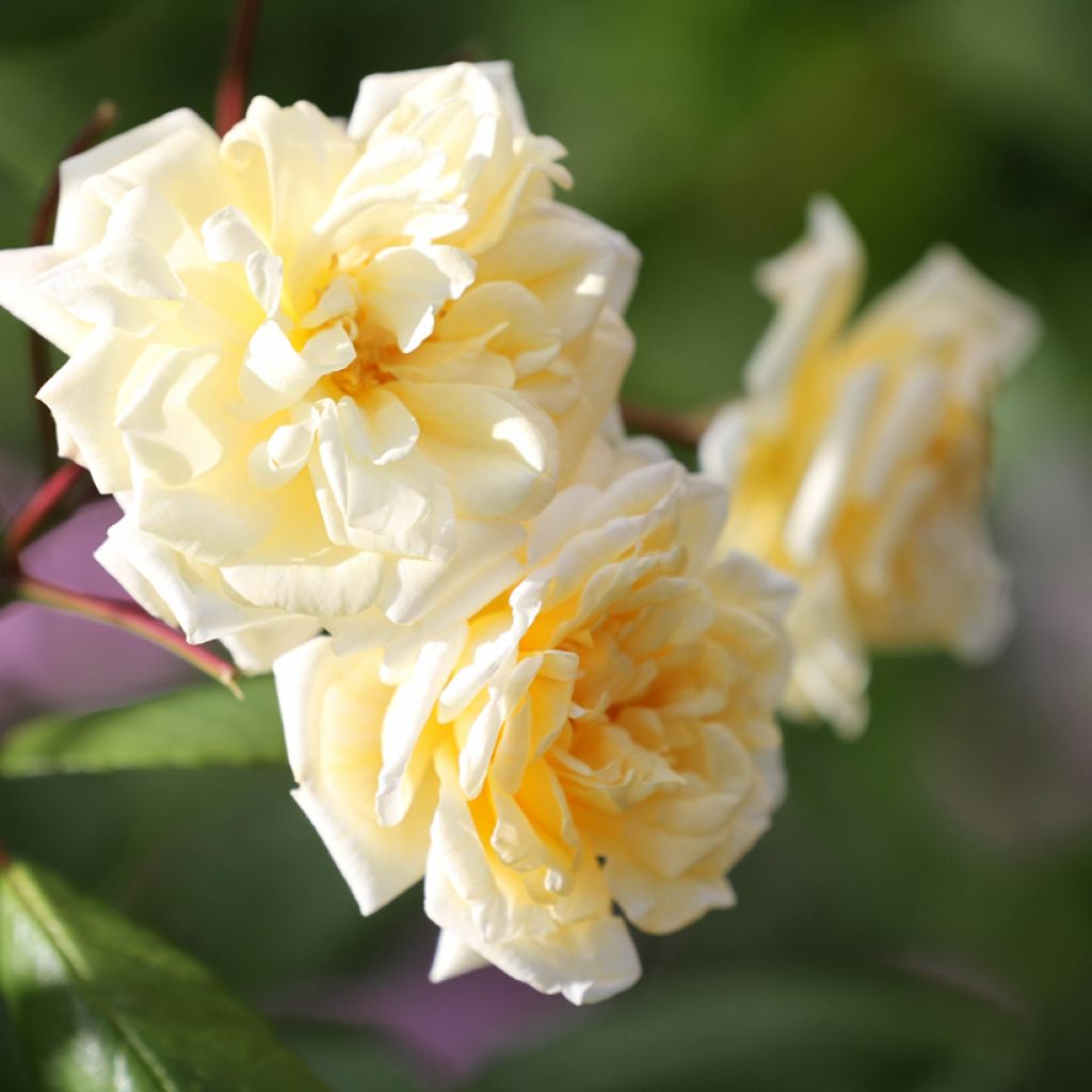 Rosa moschata Buff Beauty - Moschus-Rose