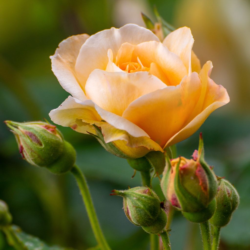 Rosa moschata Buff Beauty - Moschus-Rose